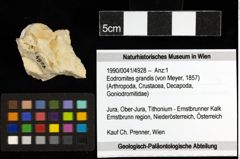 Foto (Objekt + Etiketten) von Eodromites grandis (von Meyer, 1857) 